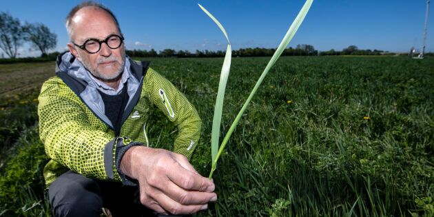 Flerårig gröda ska bana klimatsmart väg