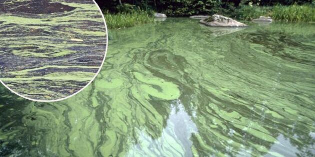 Håll koll på vattnet – så ser du skillnad på pollen och algblomning