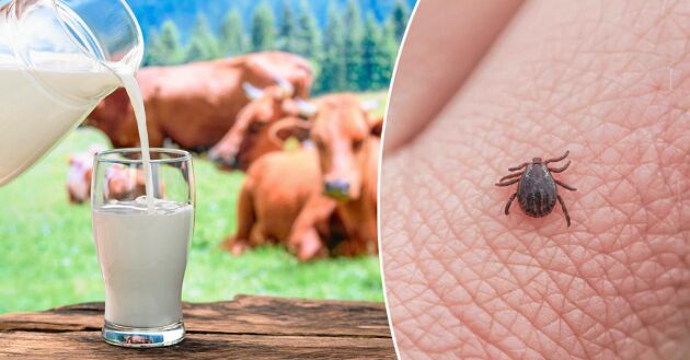  Opastöriserad "gårdsmjölk" är alltmer populär, men Statens veterinärmedicinska anstalt varnar för smittorisker. Människor kan smittas av TBE. 