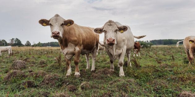 Kor på rymmen drar runt i småländsk by