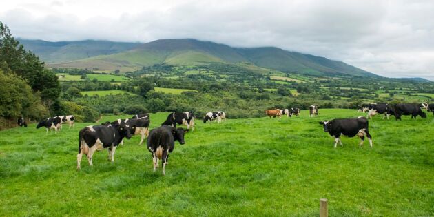 Upptäck vår lantbruksresa till Irland – få platser!
