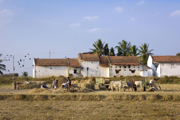  Jordbruk i byn Kampalura i den indiska delstaten Karnataka. Amerikanska forskare har visat att nästan 60 00 indiska bönder har tagit sitt liv de senaste 30 åren delvis på grund av varmare temperaturer.