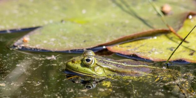 Småland har en sjö med mystiska grodor – nu ska de räddas