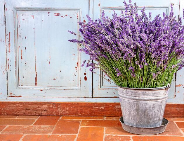  Lavendel, en så vacker växt! Alla älskar den, även insekterna!