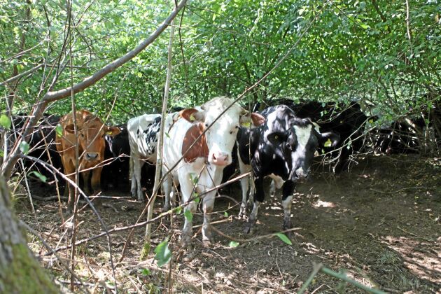  Kor på Wapnö fick gå på skogsbete i somras.