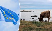 Kon vandrade ut ur EU – slipper nu avlivas