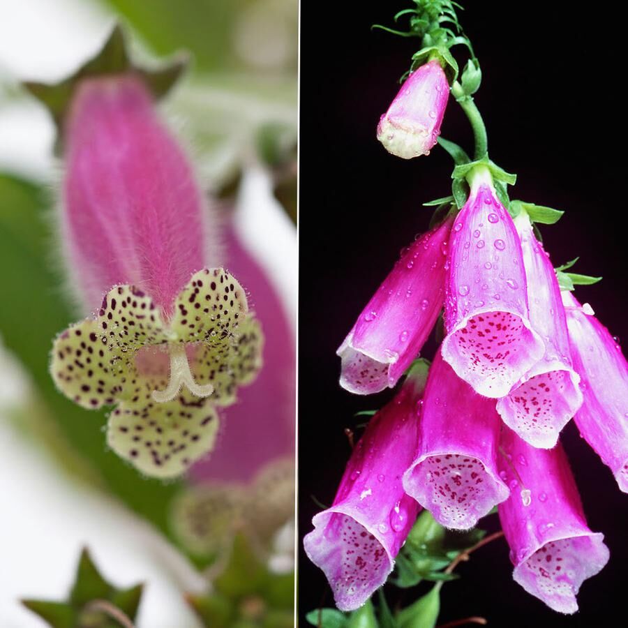 Tidigare hade den här narrhuvan det latinska namnet digitaliflora. Det betyder "blommar som digitalis". Visst syns likheten, digitalis är den till höger.