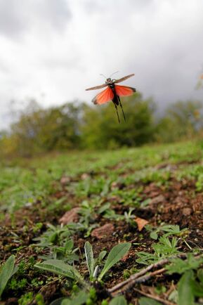  Trumgräshoppan har spektakulärt knallröda flygvingar och ger ifrån sig ett smattrande läte när den flyger. Idag sällsynt och starkt hotad.