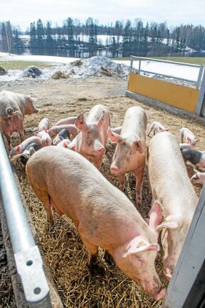  I sommar ska grisarna kunna gå ut på bete direkt från stallarna.