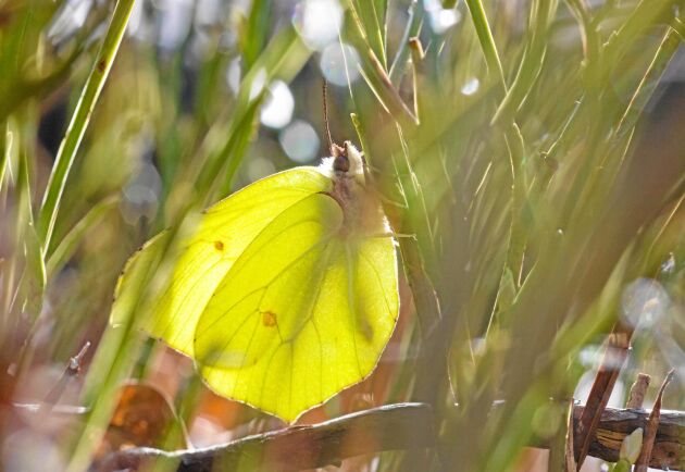  Citronfjäril är en av de fjärilar som kan bli Sveriges nationalfjäril. 