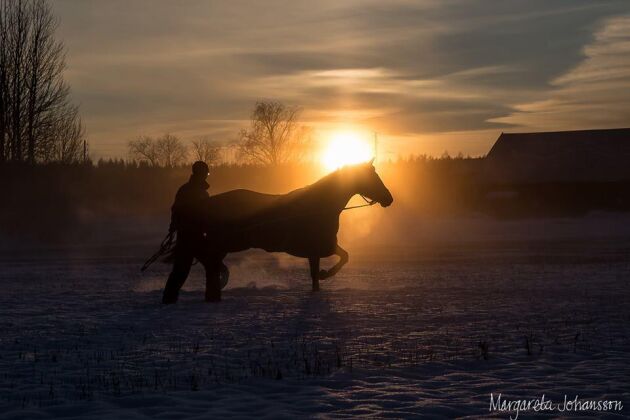  Margareta Johanssons dotter longerar en häst, i motljus.