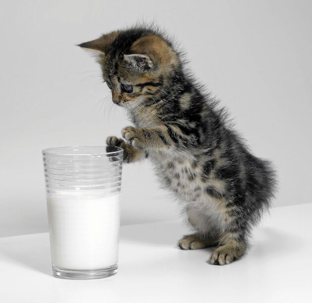  Blä! Tvärt emot vad alla tror är mjölk ingen dryck för katter.