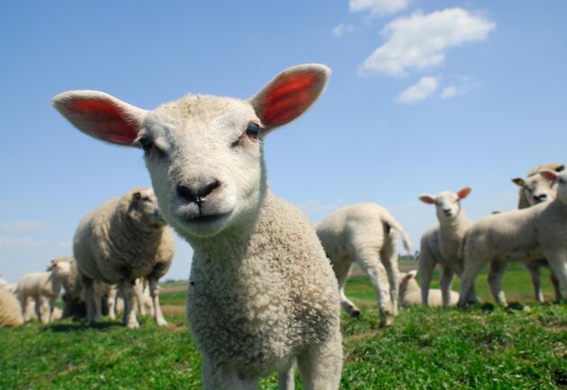  Flest får i Sverige finns det i Småland. Det visar statistik från Jordbruksverket.