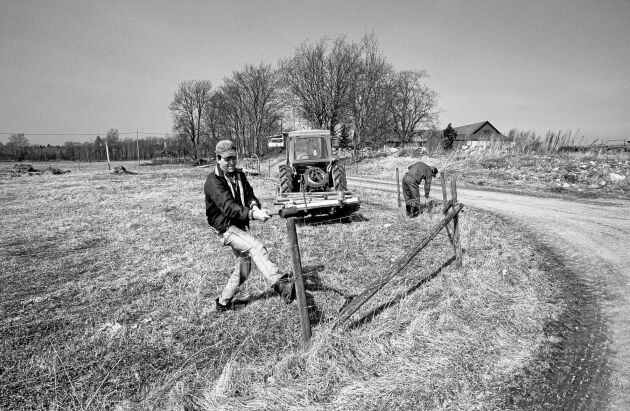  Krister och hans pappa, Evert, ser över stängslen inför betessläppet våren 1994.