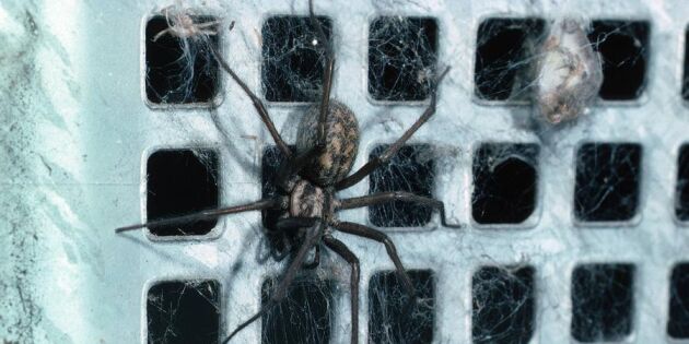 Därför har du mycket spindlar hemma och så håller du dem borta