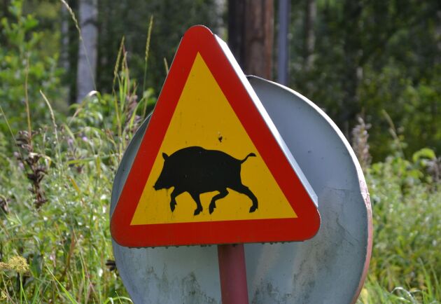  Ljungby kommun agerar om olämplig utfodring av vildsvin upptäcks. 