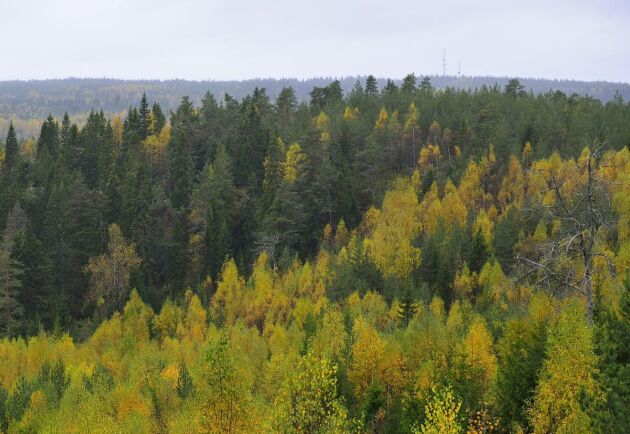  Sverige bör ha en nationell analys av skogsbruket, skriver debattören.