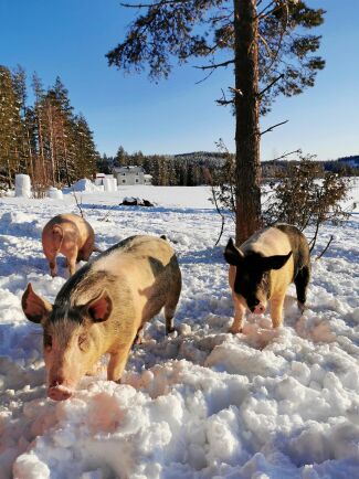  Frisk luft och möjlighet att böka året om, grisarna är bara inne de kallaste vintermånaderna.