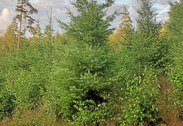  Från och med 2021 räknar Södra Skogsplantor med att kunna sälja plantor av douglasgran från egna frön.