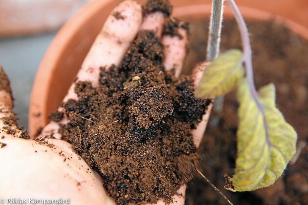  Kaffesump berikar planteringsjorden med kväve och fosfor.