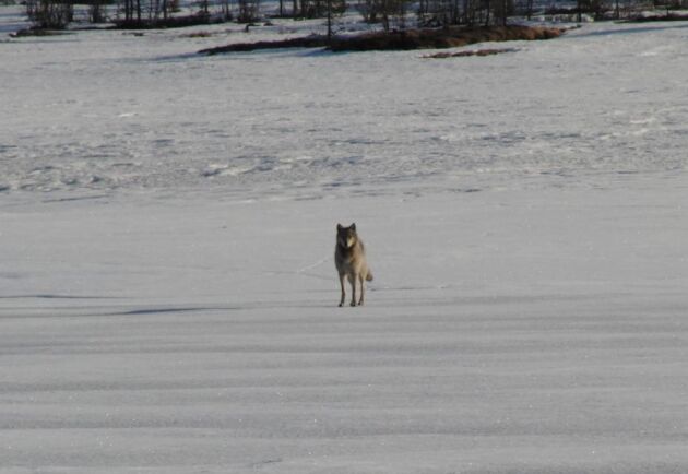  En varg har dödats på sjön Amungen. Bilden föreställer en annan varg. Arkivbild.