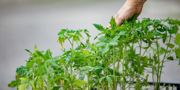Därför ska du smeka tomatplantorna – 10 gånger om dagen