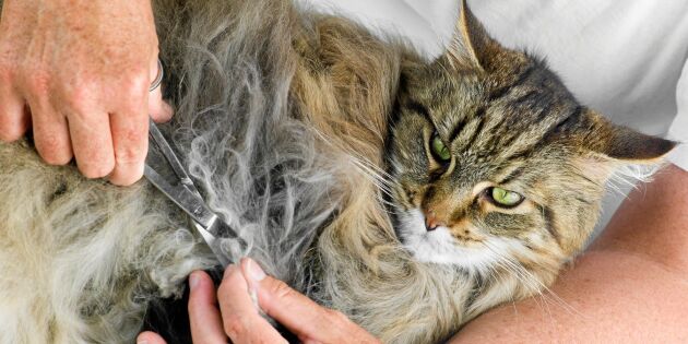 Pälsvårdsexperten: Så hjälper du katten med tovorna