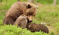 13 vilda björnar besökte Los