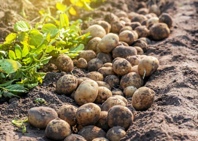 Potatisuppropet vill att fler ska odla sin egen mat