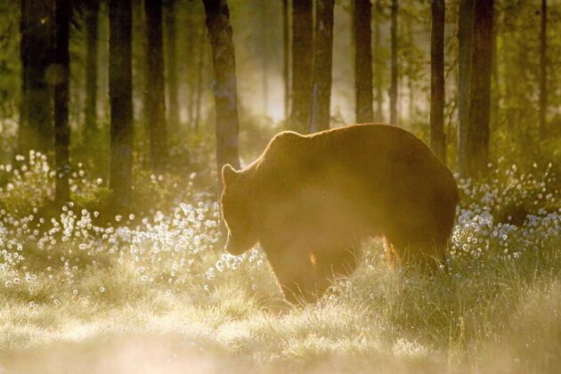  Björnen sover under vinterhalvåret. När den är nyvaken på våren är den oftast vaken ett par perioder på dagen, senare på säsongen är den mest aktiv i gryning och skymning.
