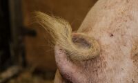 Belgien agerar mot svinpest
