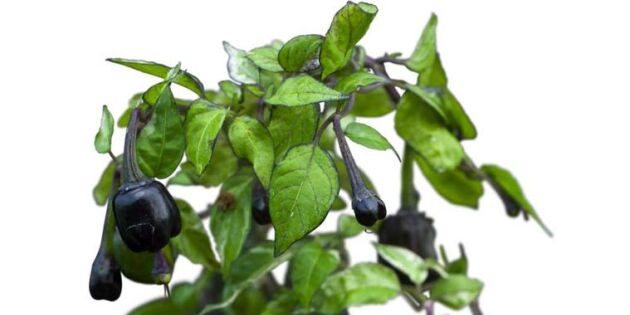 Chiliexperten tipsar: 7 bästa sorterna att odla själv