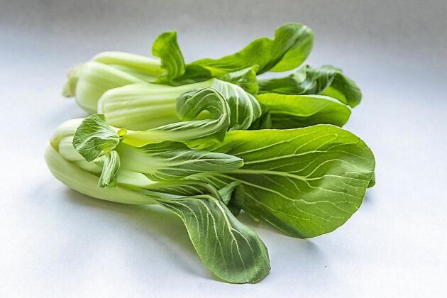  Pak Choi ’Taisai’ är en snabbväxande, köldtålig bladgrönsak från östra Asien. 