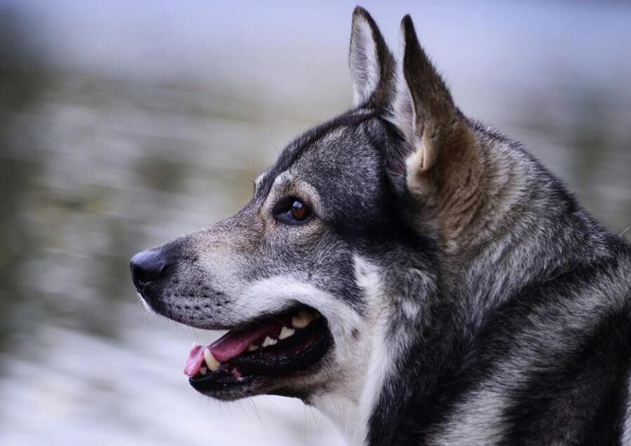 Jämthundsliknande hundar har funnits i många tusen år och troligtvis kom de till Sverige med olika jägarfolk. Foto: Mostphotos