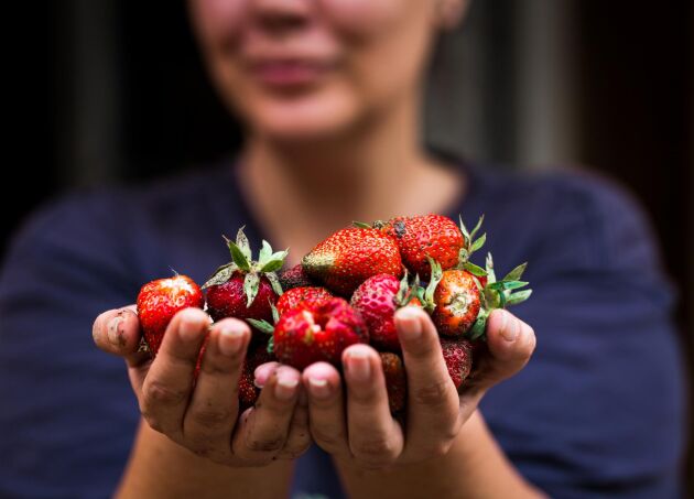  Våra svenska jordgubbar delas in i tidiga jordgubbar, mellantidiga (mellansena) gubbar och sena jordgubbar. 