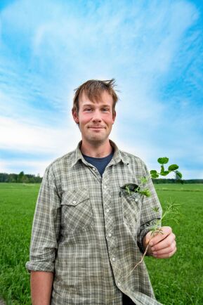  Växtbaserat protein, som gråärten han håller i, kan bli en ny inkomstkälla för lantbrukare menar Adam.