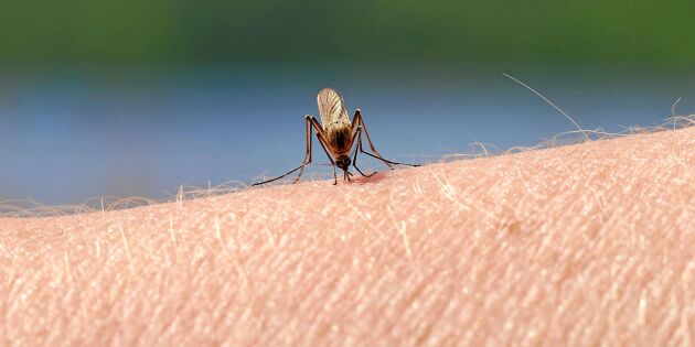 Därför älskar myggen just dig – och så slipper du betten