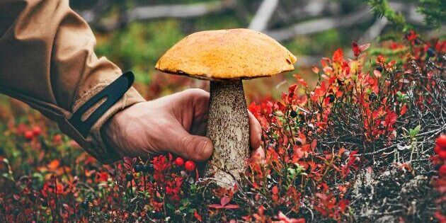 Lista: 12 goda svampar att plocka i höst