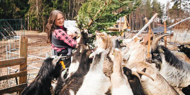 Lina Englund driver getgård: "Jag började med två getter från Blocket"
