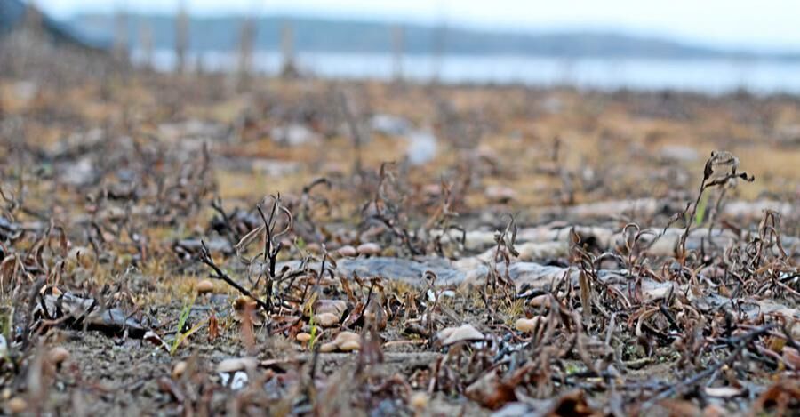 Musselskal och näckrosrötter täcker den blottlagda botten i sjön Yxern.