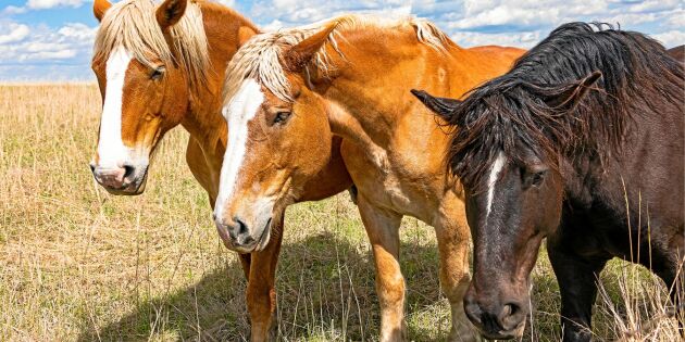 Sommartorkan: Ovanligt många hästar drabbade av besvärliga sjukdomen