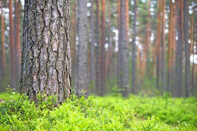  Skogsutredningen bjuder in till en hearing den 29 januari. Utredaren Agneta Ögren vill låta så många som möjligt komma till tals.