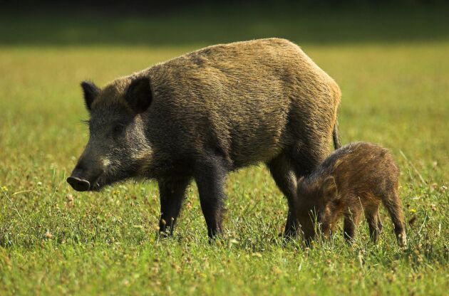  Afrikansk svinpest har konstaterats i ytterligare ett europeiskt land.