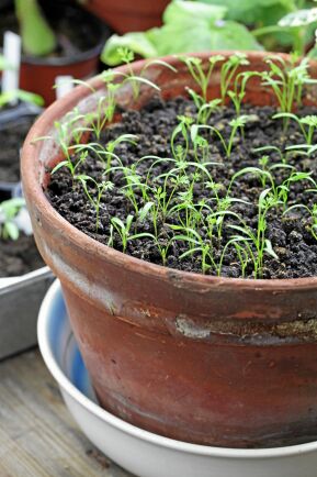  Morot kan också växa på fönsterbrädan. Välj gärna en tidigt sort med korta rötter.
