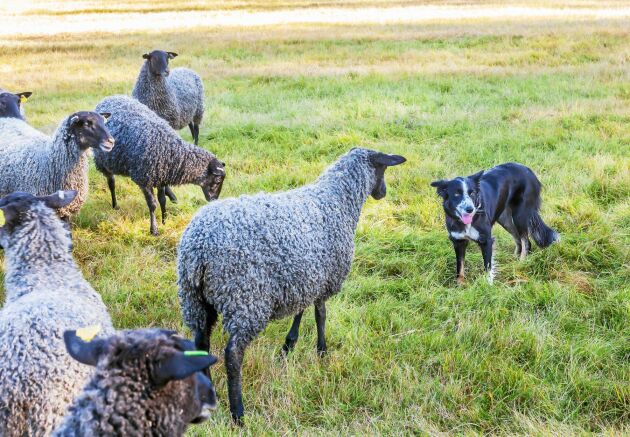  Vallhunden Elphie gillar att hålla ordning på fåren och valla dem rätt.