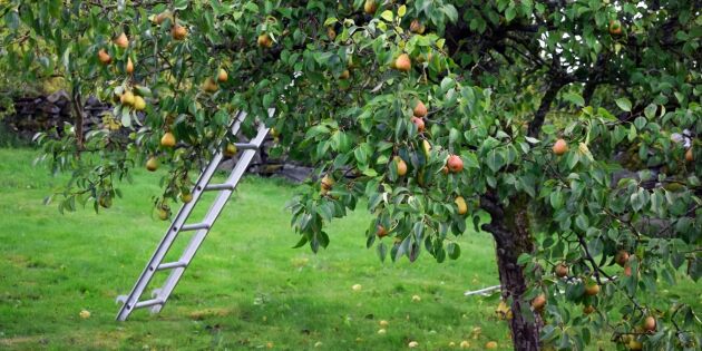 Plantera päronträd – så gör du och rätt tajming