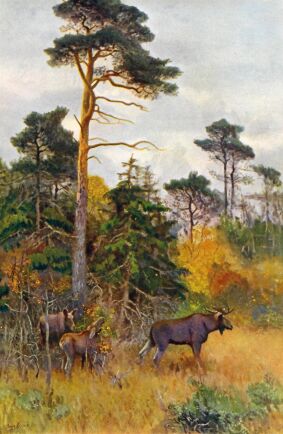 Älgar är älskade motiv i konsten och Bruno Liljefors, 1860-1939, här målningen Älgfamilj. 