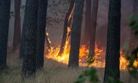 Brandfiltar kan skydda hus vid skogsbrand