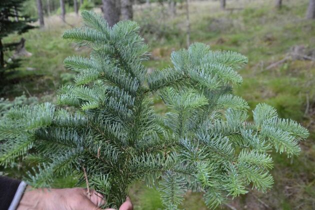 Klippgran (Ables nobilis) är ett av de nya trädslag som planterades på Tönnersjöheden för 30 år sedan. Klippgranen kräver intensiv skötsel och används främst till "puntegrönt" och julgranar.