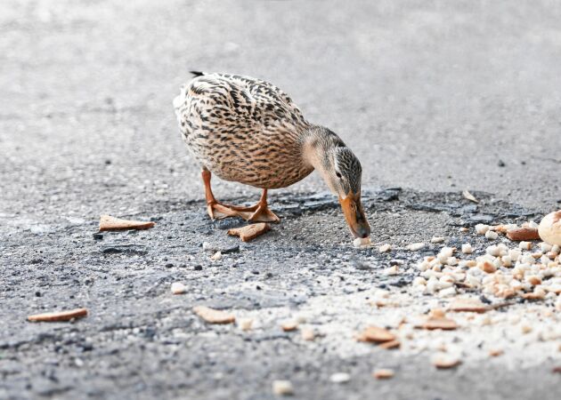 Rätt eller fel att mata fåglar med bröd? Experten reder ut!